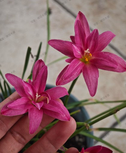 1 bulb Zephyranthes Garnet Glow