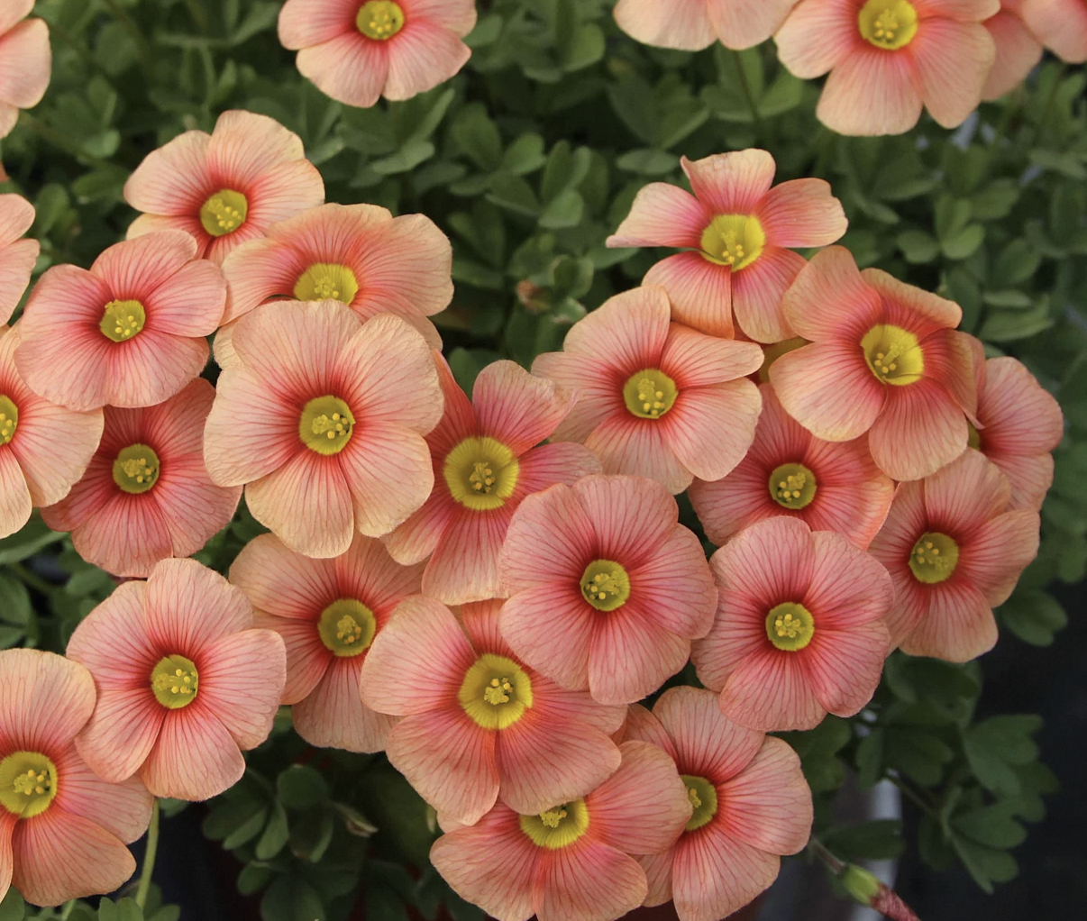 5 bulbs Oxalis obtusa Flaming Cloud