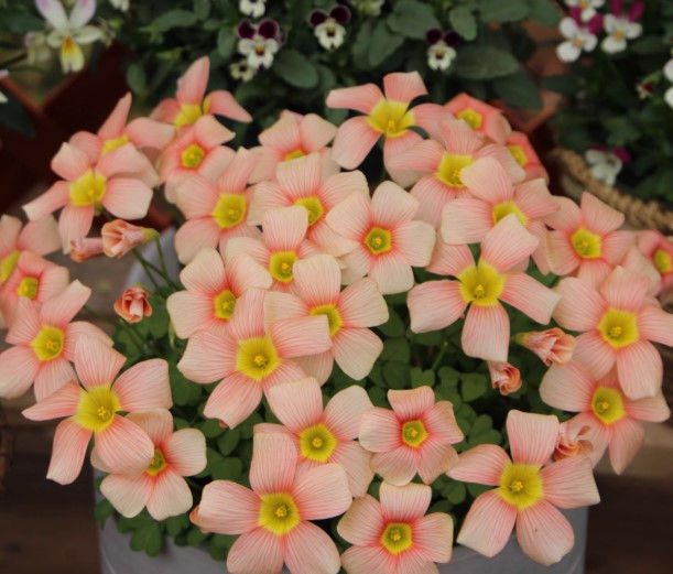 5 bulbs Oxalis obtusa Apple