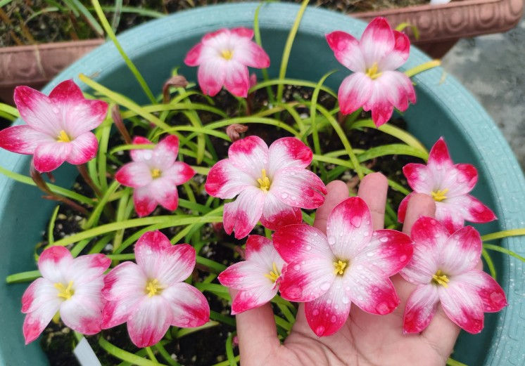 1 bulb Zephyranthes Rouge Lips