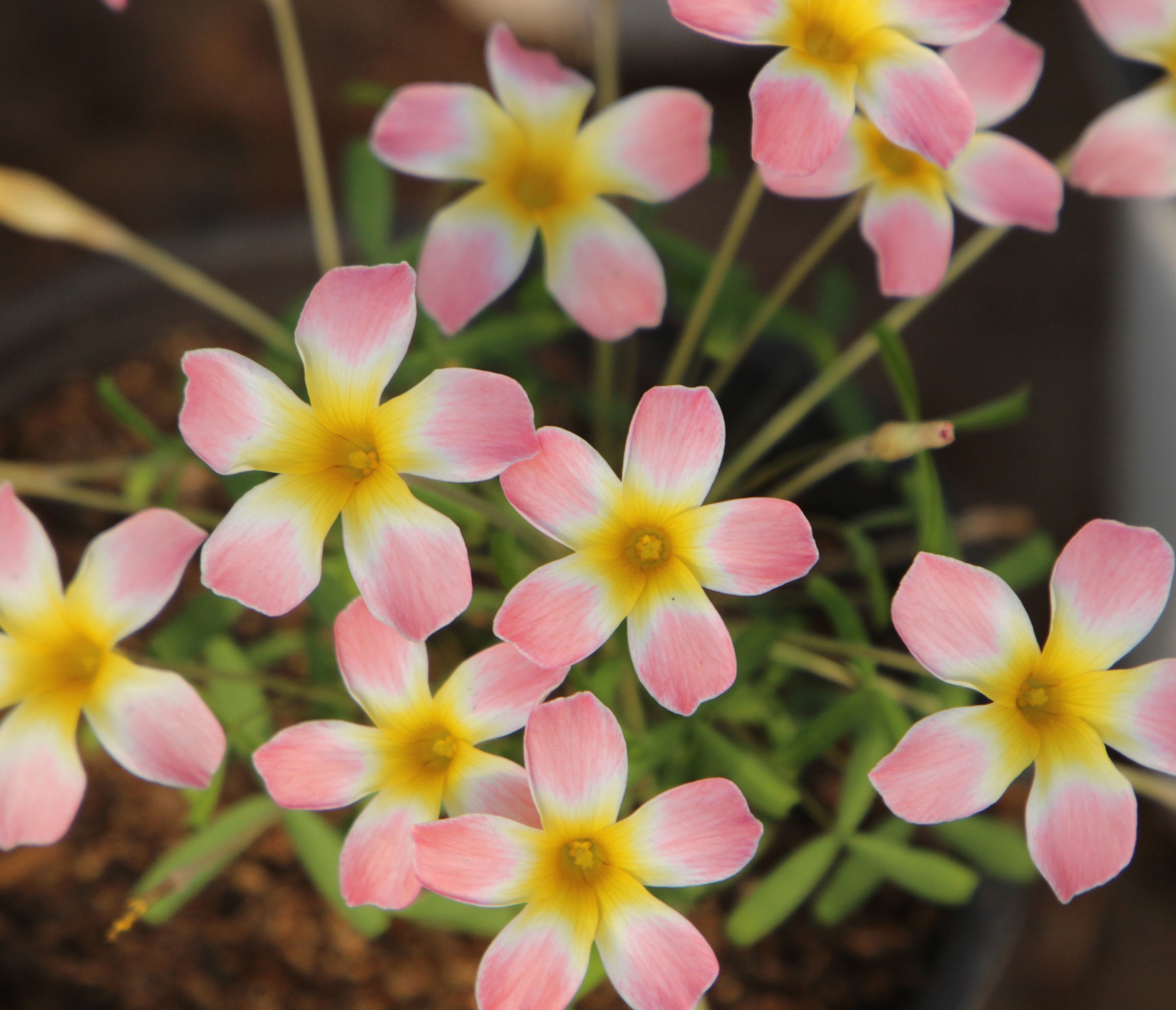 1 bulb Oxalis Candy Box Apple