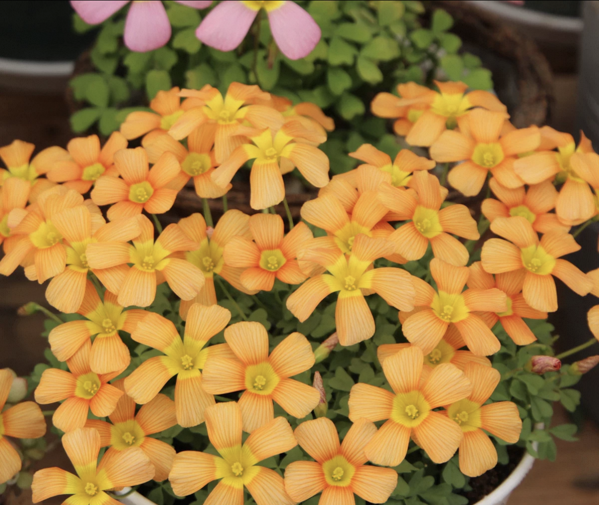 5 bulbs Oxalis obtusa Lava Splash