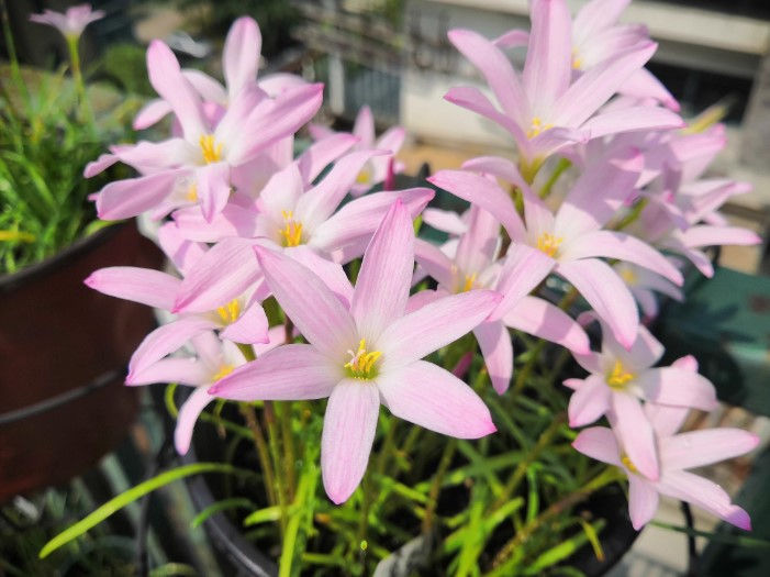 10 bulbs Zephyranthes First Love
