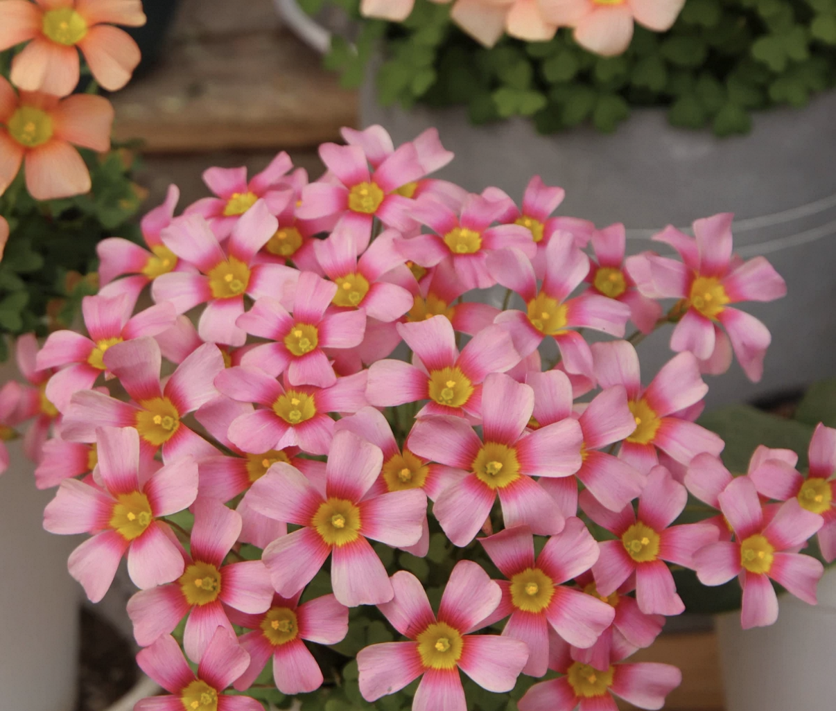 5 bulbs Oxalis obtusa Nebula