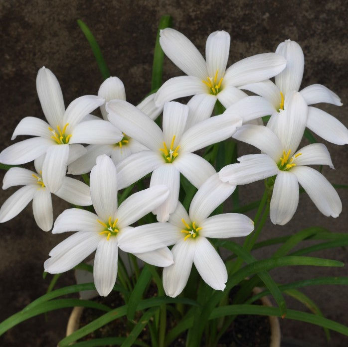 5 bulbs Zephyranthes Cookie Cutter Moon