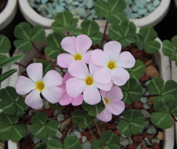 1 bulb Oxalis sp. Namibia