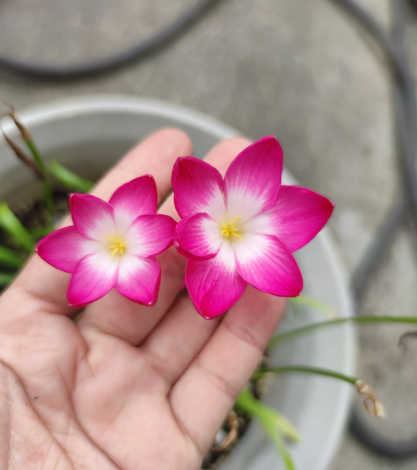 1 bulb Zephyranthes Pink Crystal