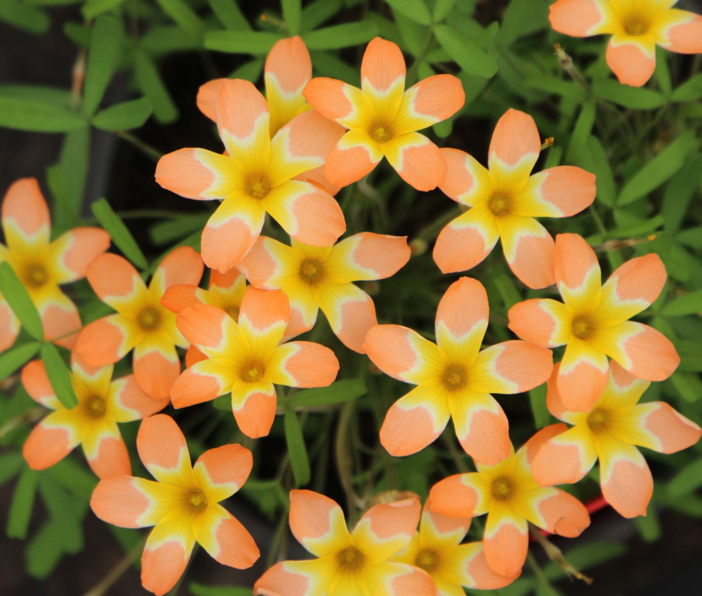1 bulb Oxalis Candy Box Orange