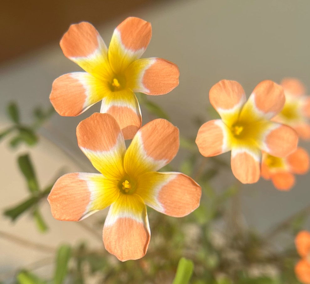 1 bulb Oxalis Coriandrum