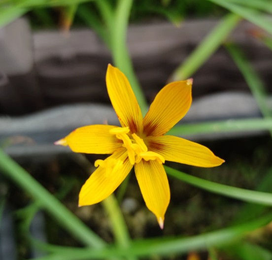 2 bulbs T9 Habranthus tubispathus