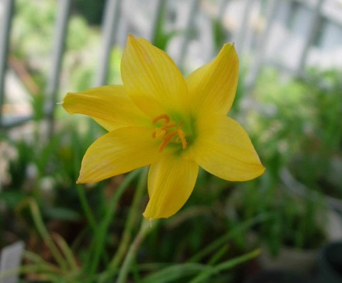 1 bulb T8 Habranthus tubispathus (Lemon Yellow)