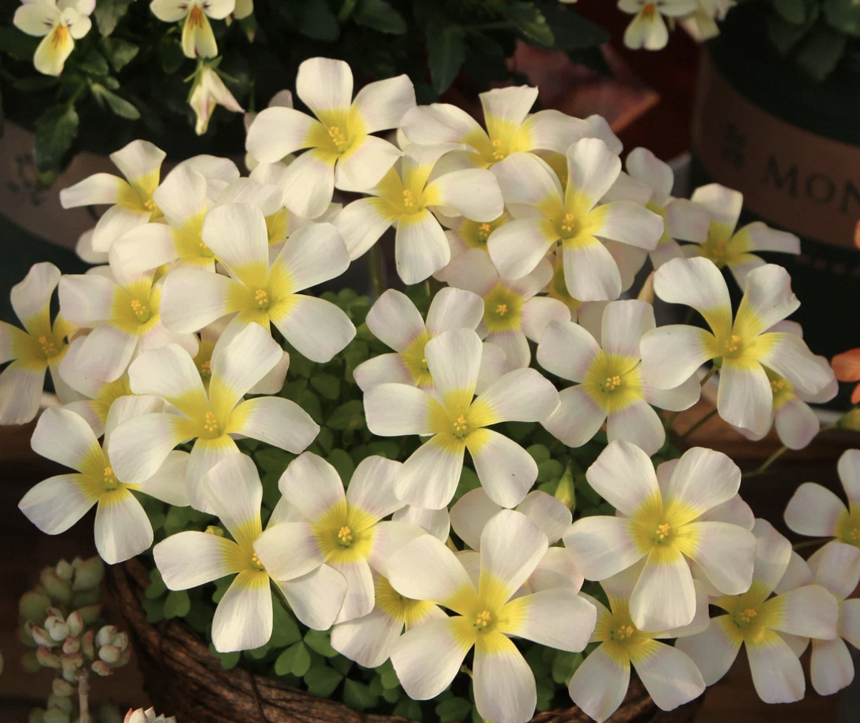 5 bulbs Oxalis obtusa Kunzite