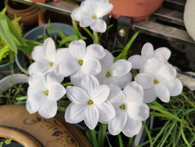 1 bulb Zephyranthes White Dress