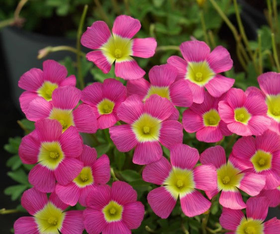 5 bulbs Oxalis obtusa Pigeon Blood