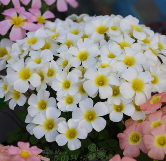 5 bulbs Oxalis obtusa Silver Moon