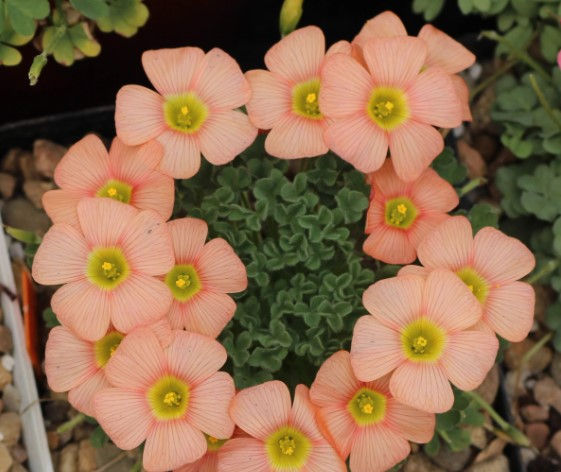 5 bulbs Oxalis obtusa Orange Cream
