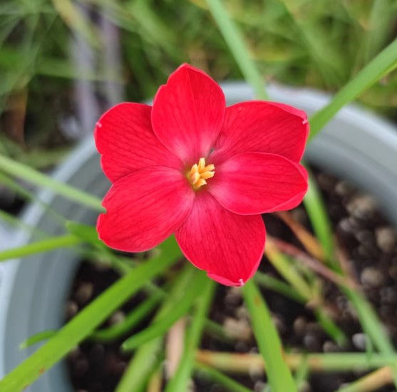 1 bulb Zephyranthes Red Lucky