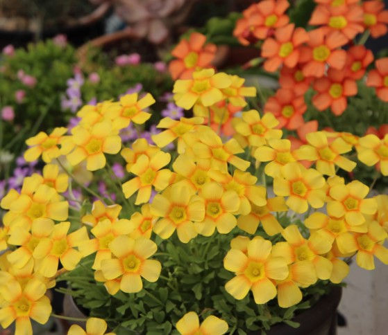 5 bulbs Oxalis obtusa Sun Halo