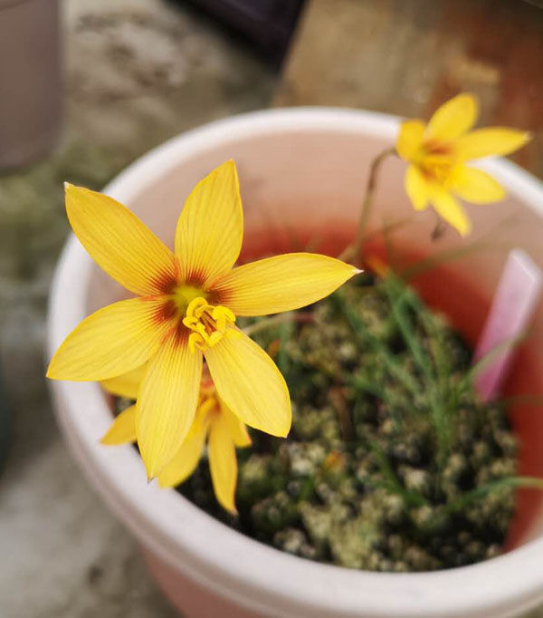 2 bulbs T3 Habranthus tubispathus