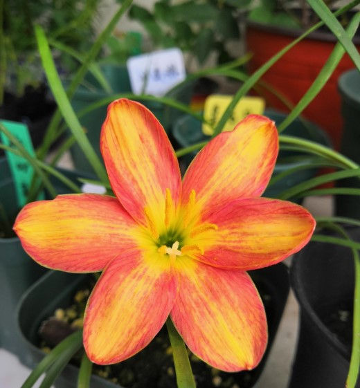 3 bulbs Zephyranthes Rustic Rays