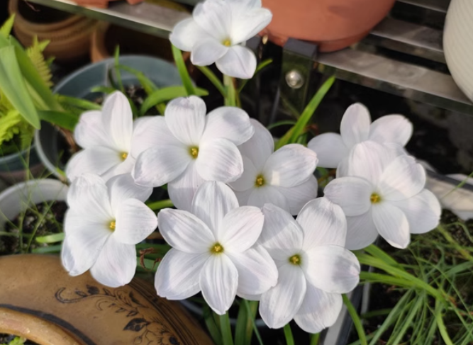 3 bulbs Zephyranthes Wihite Dress
