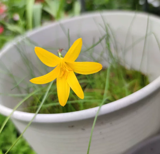 2 bulbs Zephyranthes flavissima