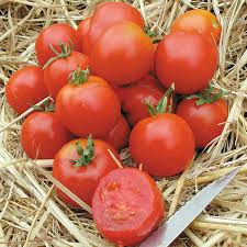 Stupice Tomato Plant Start