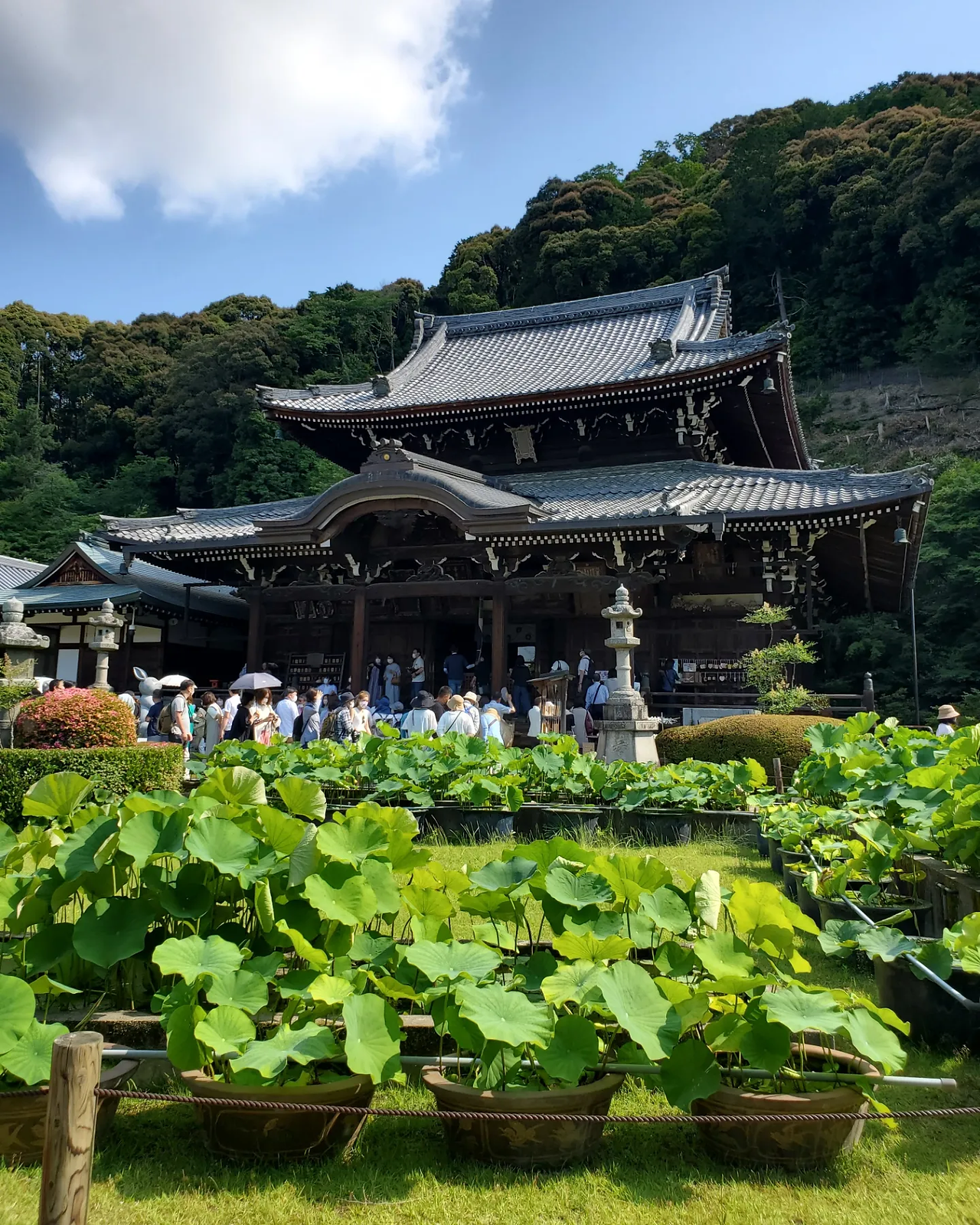 Temple with lotus in foreground at Mimurotoji Hyrangea Garden, Uji, Kyoto Japan.