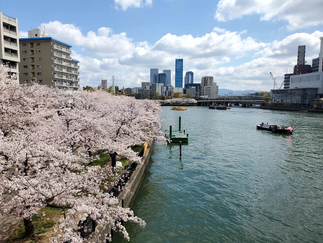River lined with blooming cherry blossom trees in the Temma area. Osaka, Japan.