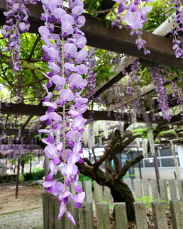Close-up of purple wisteria at Fujiidera, Osaka Japan.