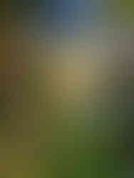 Japanese garden with pond, green moss and trees at Saihoji (西芳寺)/Kokedera, Kyoto Japan