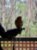 Owl on hand at The Capes Raptor Centre, Margaret River, Western Australia