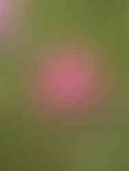 Red Japanese Maple leaf on green moss at Saihoji (西芳寺)/Kokedera, Kyoto Japan