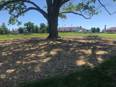 Improve Tree Health-Mulch