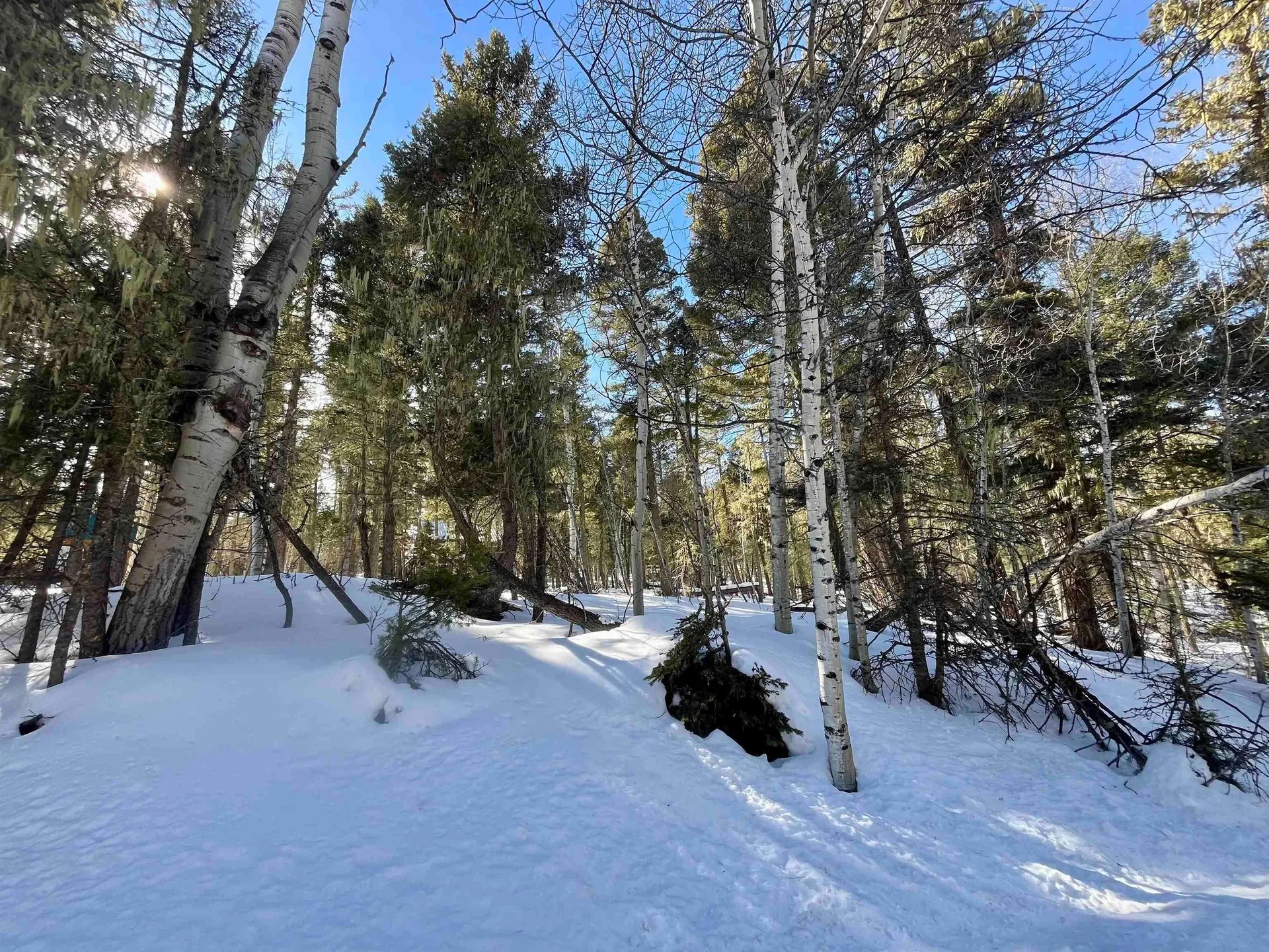 Pines, Aspens, and Pristine Views, Your Angel Fire Escape Awaits