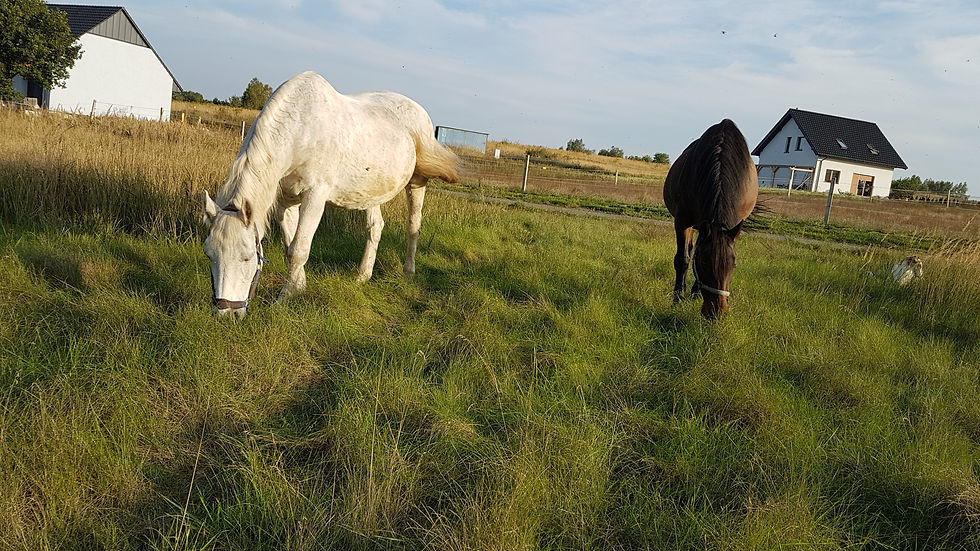 20201003_165356.jpg