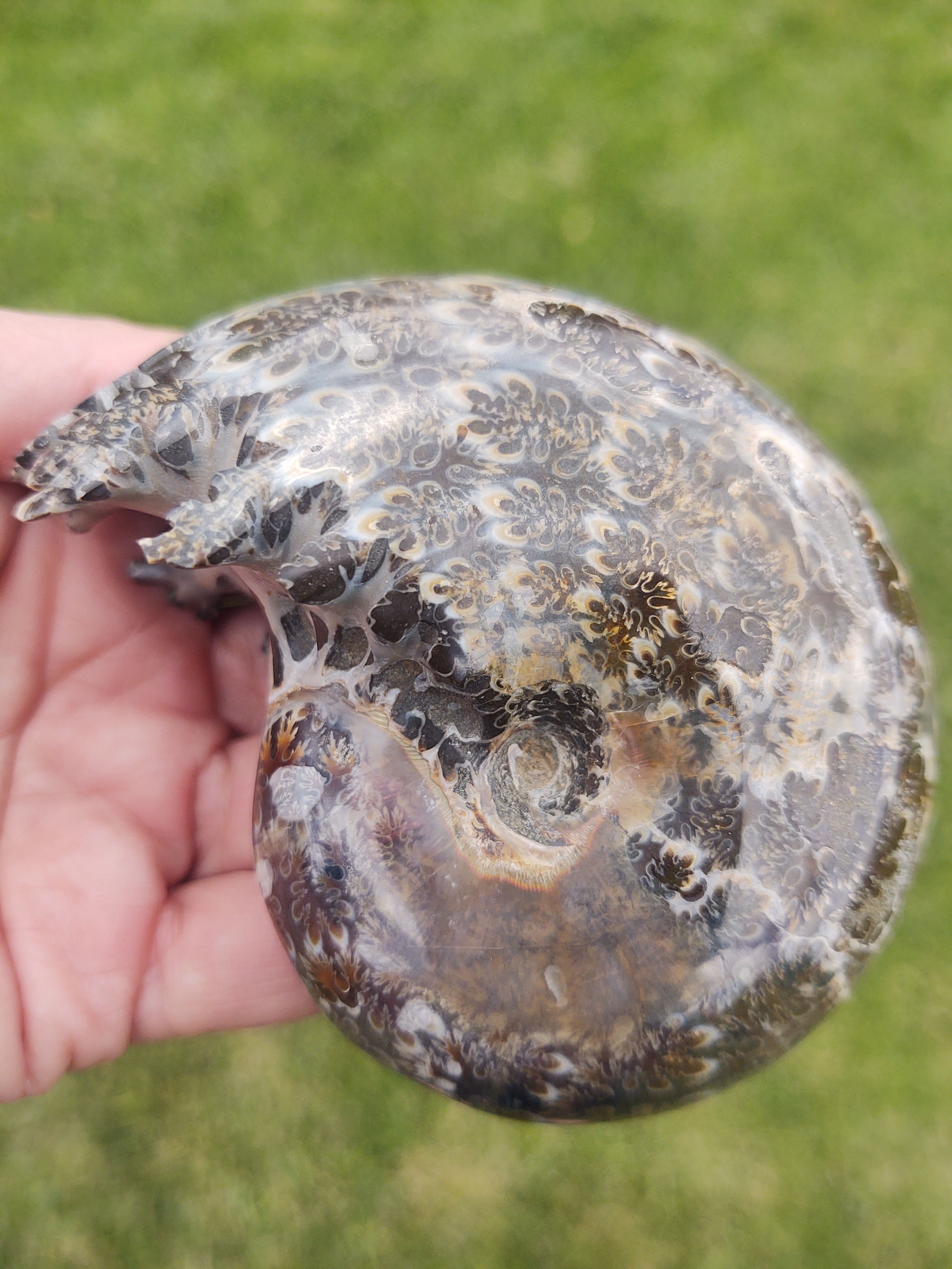 Chambered Ammonite Fossil