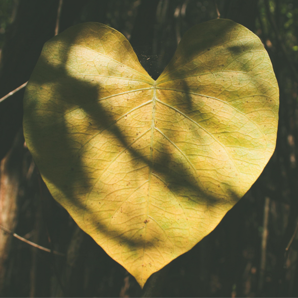 gelbes Blatt in Herzform
