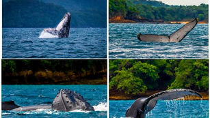 AVISTAMIENTO DE BALLENAS: VIVE LA MAGIA DEL PACÍFICO EN PANAMÁ