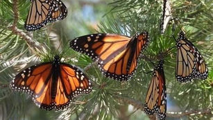SANTUARIOS DE LA MARIPOSA MONARCA, DE LOS IMPERDIBLES EN MICHOACÁN