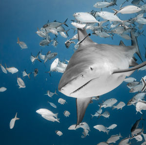 XEROX PRESENTA: TIBURONES: LOS REYES DEL MAR