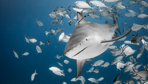 XEROX PRESENTA: TIBURONES: LOS REYES DEL MAR