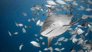 XEROX PRESENTA: TIBURONES: LOS REYES DEL MAR