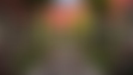 TEMPORADA NAVIDEÑA EN ROSEWOOD SAN MIGUEL DE ALLENDE