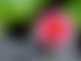 2018年6月のクラス予定