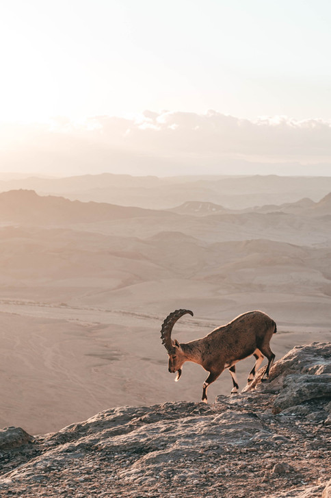Ibex in Mitzpe Ramon