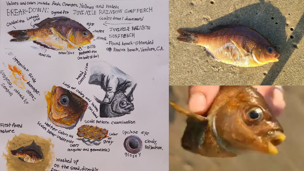 Rainbow Surfperch Study