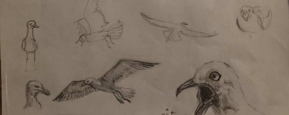 Seagull Studies