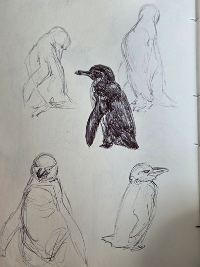 Galapagos Penguin