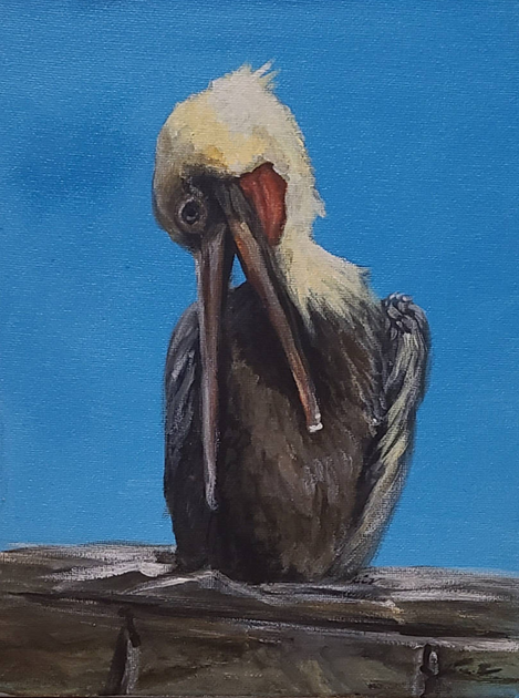 Pelican